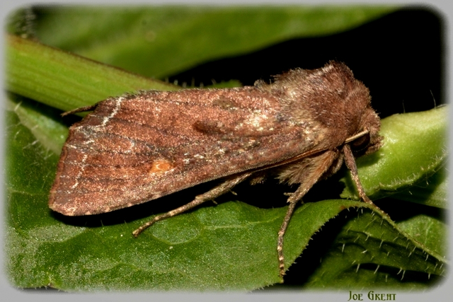 Lacanobia oleracea - saláta-kertibagoly