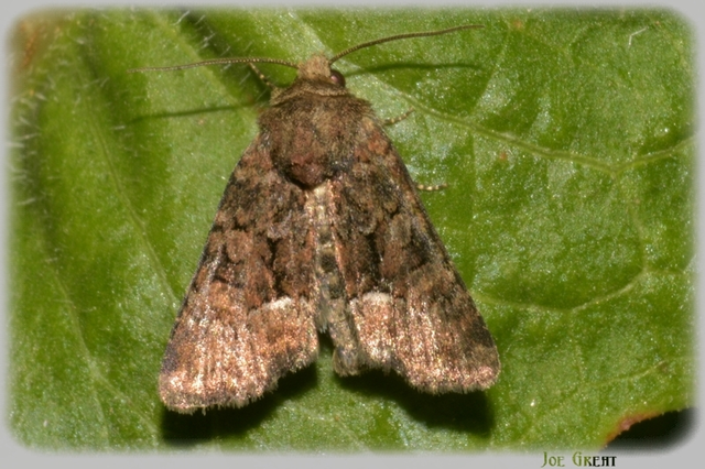Oligia strigilis/latruncula/versicolor