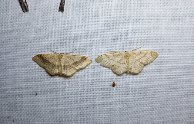 Idaea aversata - nagy sávosaraszoló