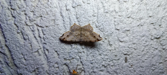 Macaria alternata - közönséges szürkearaszoló