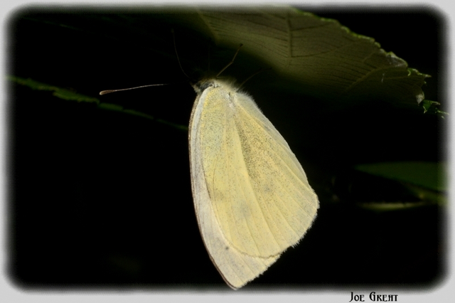 Pieris rapae - répalepke