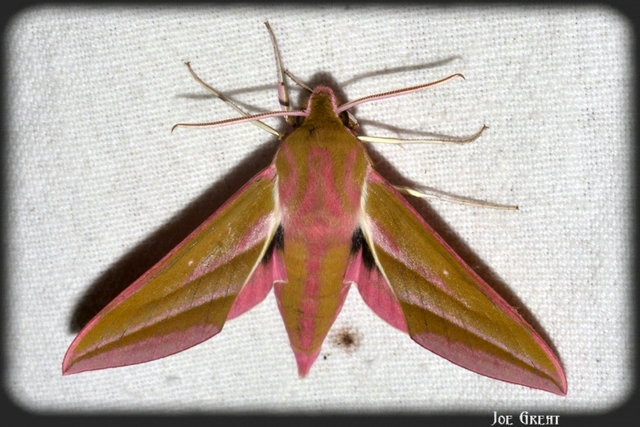 Deilephila elpenor - szőlőszender