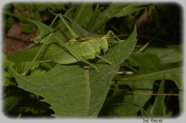 Tettigonia viridissima - zöld lombszöcske