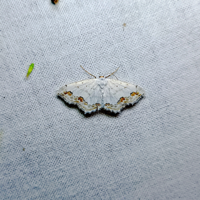 Scopula ornata - díszes fehéraraszoló
