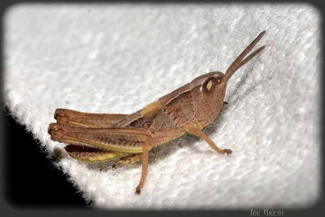 Chorthippus