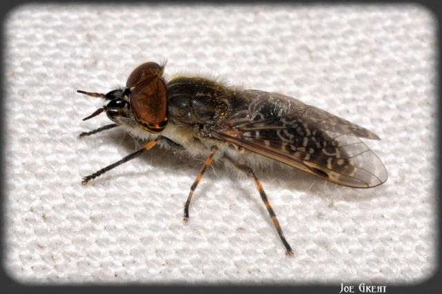 Diptera - Kétszárnyúak
