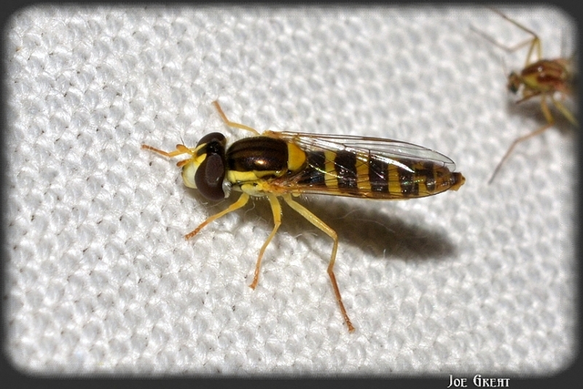 Diptera - Kétszárnyúak