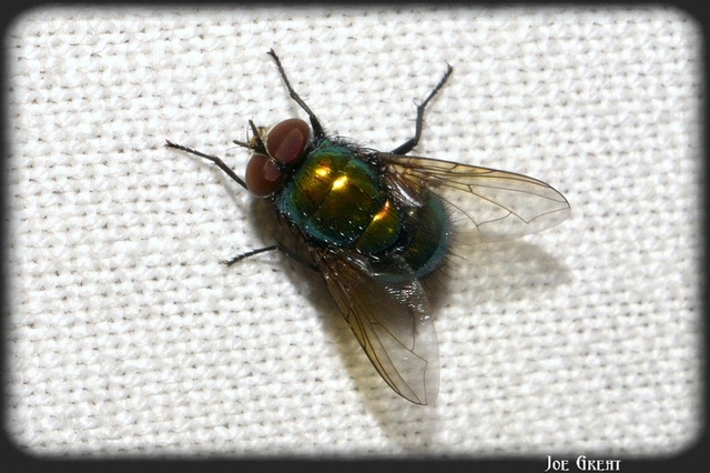 Diptera - Kétszárnyúak