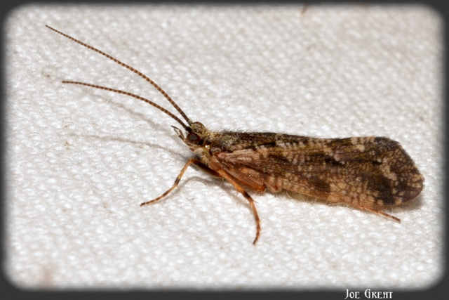 Trichoptera - Tegzesek