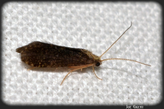 Trichoptera - Tegzesek