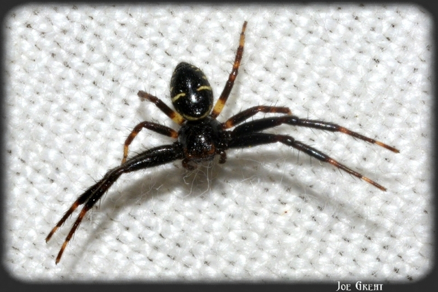Synema globosum/ornatum