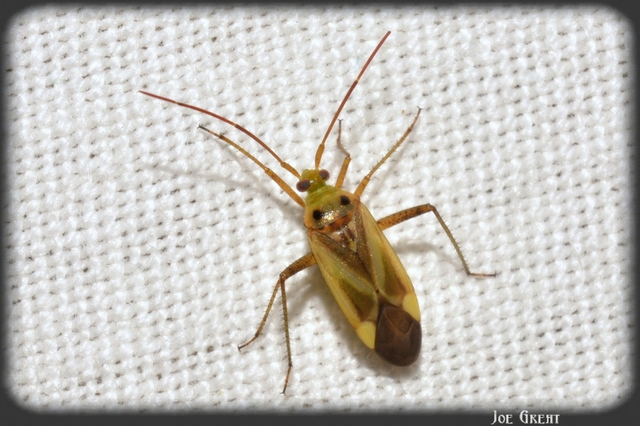 Adelphocoris lineolatus - lucernapoloska
