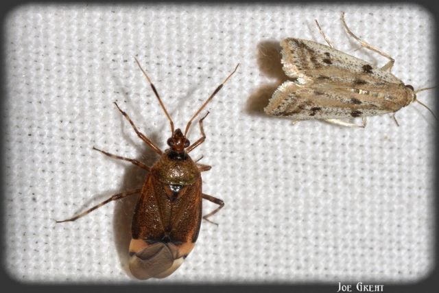 Deraeocoris
