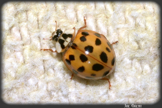 Harmonia axyridis - harlekinkatica