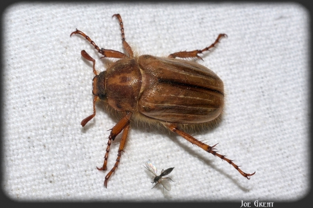Amphimallon solstitiale - bordás sárgacserebogár