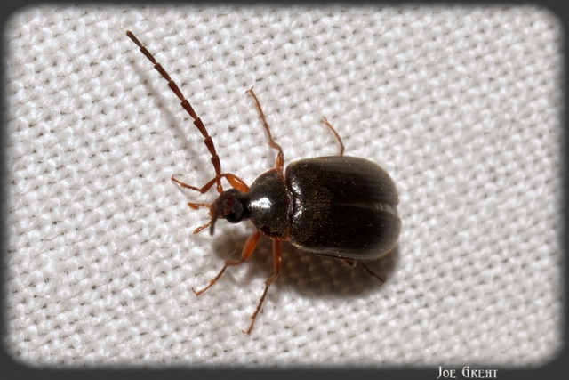 Hymenalia rufipes - rőtlábú alkonybogár
