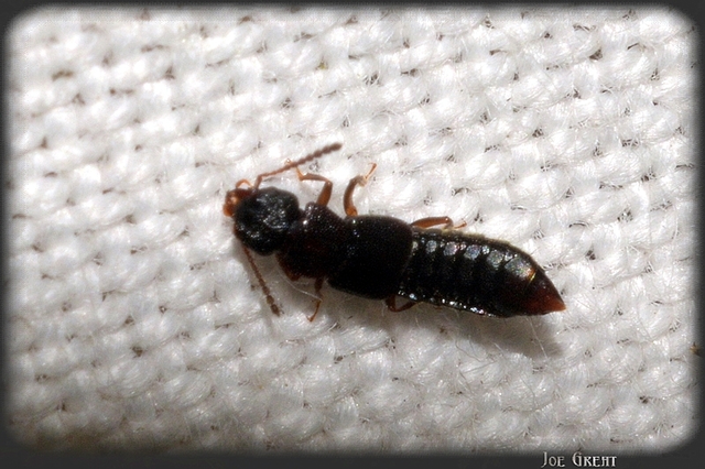Anotylus rugosus - rovátkáshátú korhóholyva Anotylus rugosus - rovátkáshátú korhóholyva