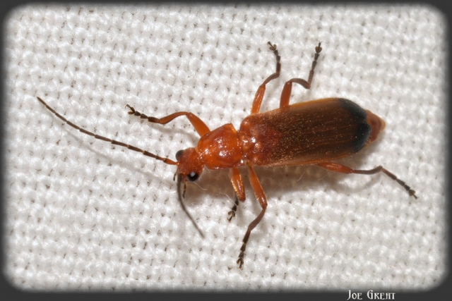 Rhagonycha fulva - feketevégű lágybogár