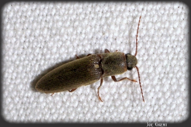 Agriotes modestus - szürke pattanó