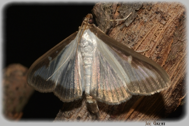 Cydalima perspectalis - puszpáng-tűzmoly