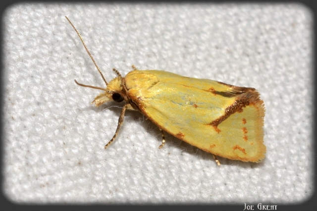 Agapeta hamana - közönséges sárgamoly