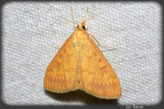 Ostrinia nubilalis - kukoricamoly