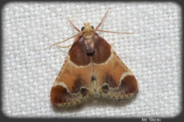 Pyralis farinalis - lisztilonca