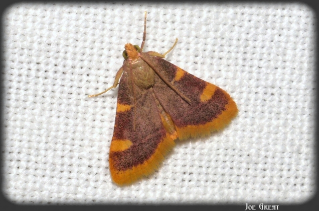 Hypsopygia costalis - szénailonca