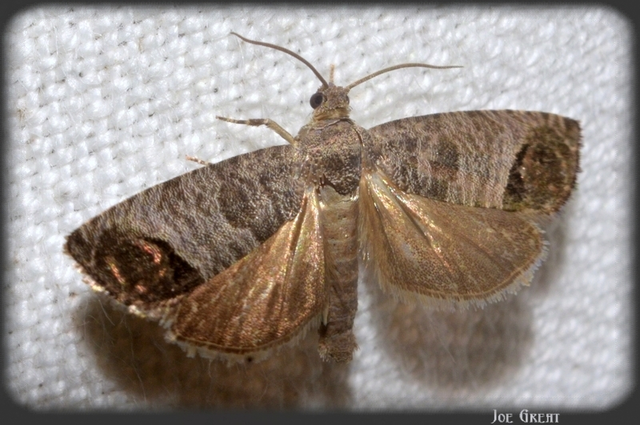 Cydia pomonella - almamoly