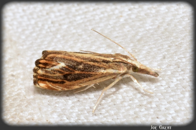 Catoptria verellus - kormos fűgyökérmoly