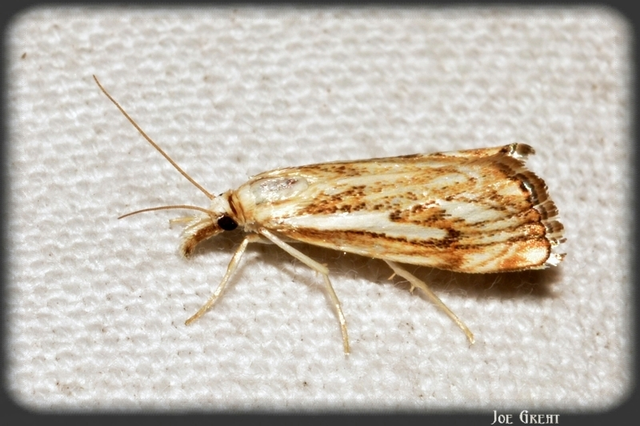 Catoptria falsella - hálós fűgyökérmoly