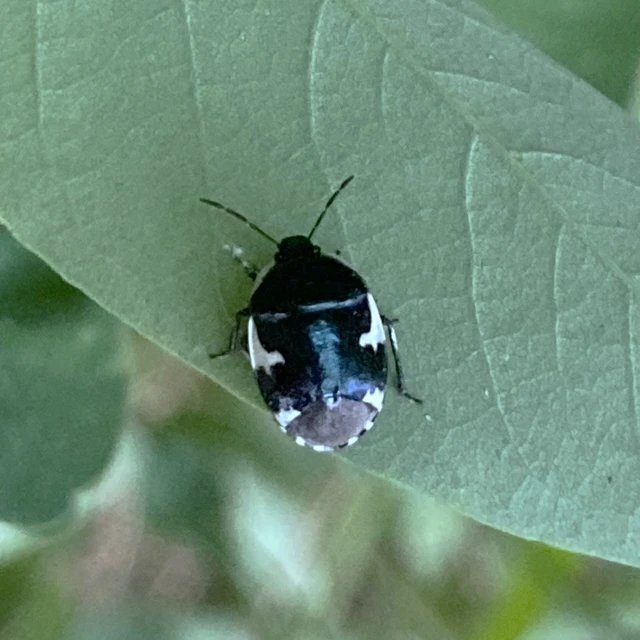 Tritomegas sexmaculatus - hatfoltos földipoloska