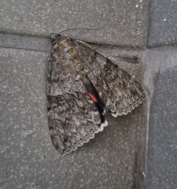 Catocala nupta - piros övesbagoly