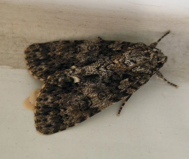 Acronicta rumicis - sóska-szigonyosbagoly
