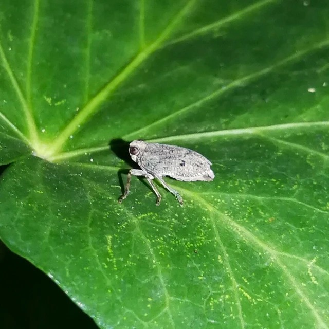 Issus coleoptratus