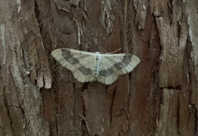 Idaea aversata - nagy sávosaraszoló