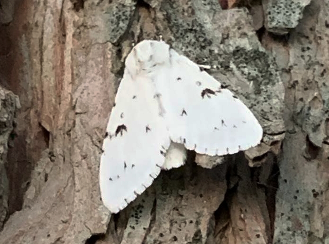 Acronicta leporina - fehér szigonyosbagoly