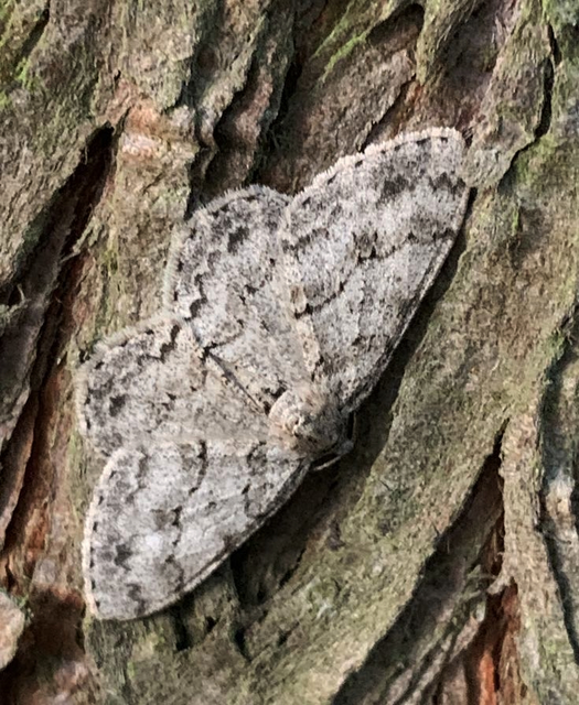 Ectropis crepuscularia - avararaszoló