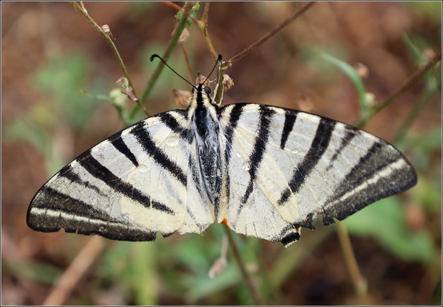 Iphiclides podalirius - kardoslepke