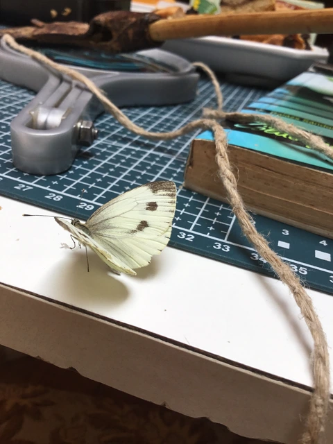 Pieris napi - repcelepke