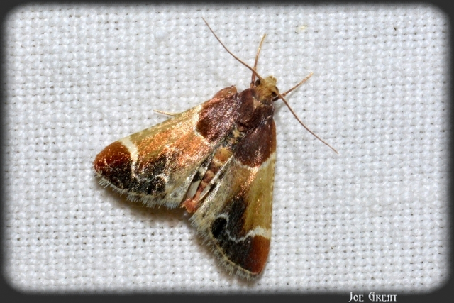 Pyralis farinalis - lisztilonca