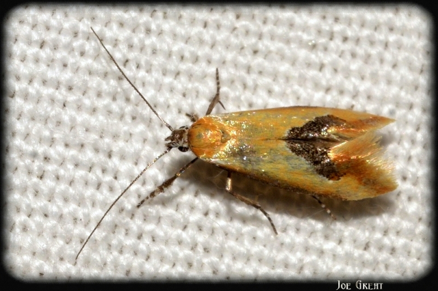 Batia internella/lambdella