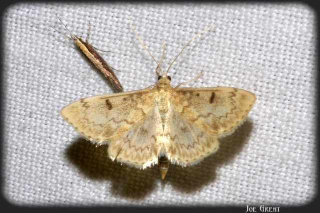 Anania perlucidalis - lápréti tűzmoly