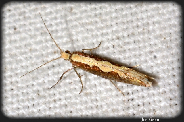 Plutella xylostella - káposztamoly