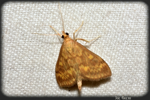 Ostrinia nubilalis - kukoricamoly