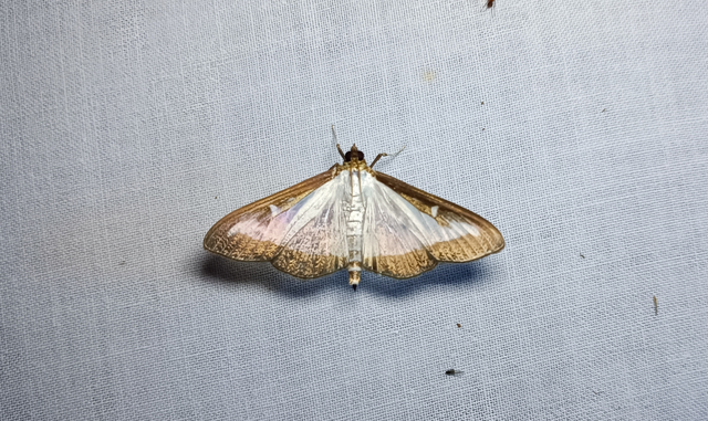 Cydalima perspectalis - puszpáng-tűzmoly