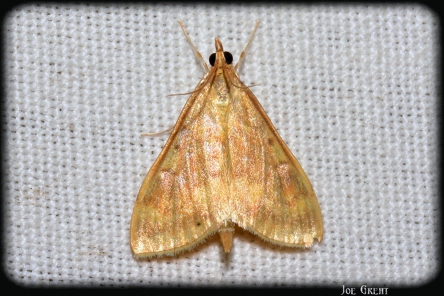 Ostrinia nubilalis - kukoricamoly