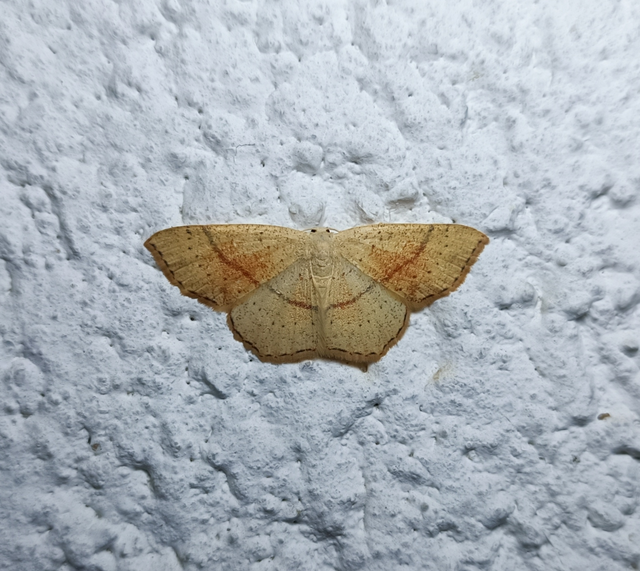 Cyclophora punctaria - sávos pettyesaraszoló