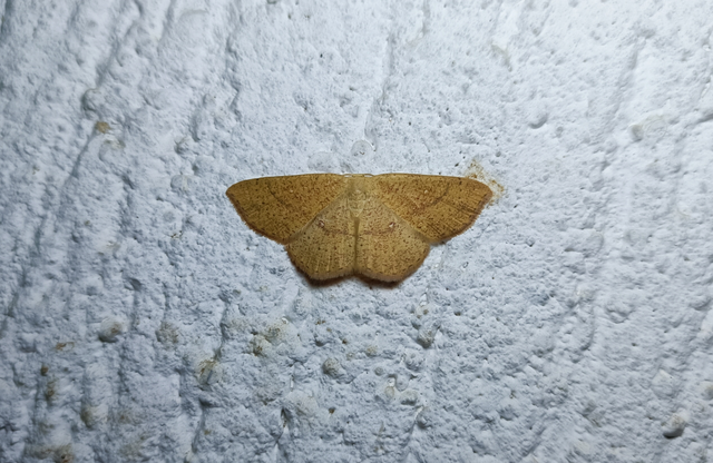 Cyclophora ruficiliaria - vörösrojtú pettyesaraszoló