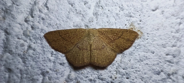 Cyclophora ruficiliaria - vörösrojtú pettyesaraszoló